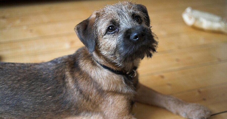 Imágenes y guía del border terrier
