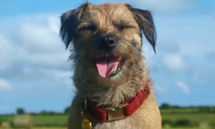 Cuidados, características, salud del border terrier