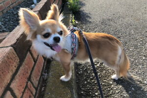Conoce aquí cuál es el mejor arnés para un chihuahua