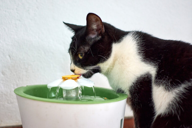 Mejores fuentes para gatos