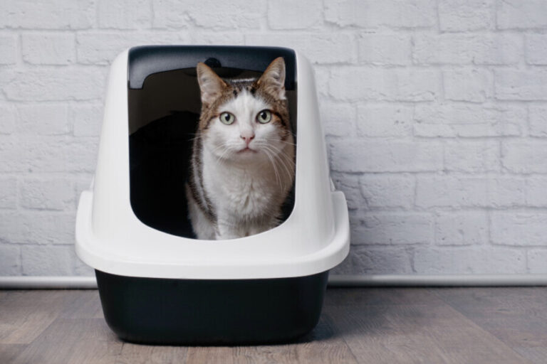 Mi gato no hace caca: causas y qué hacer si tu gato está estreñido