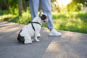 Por qué mi perro no quiere pasear: causas y soluciones