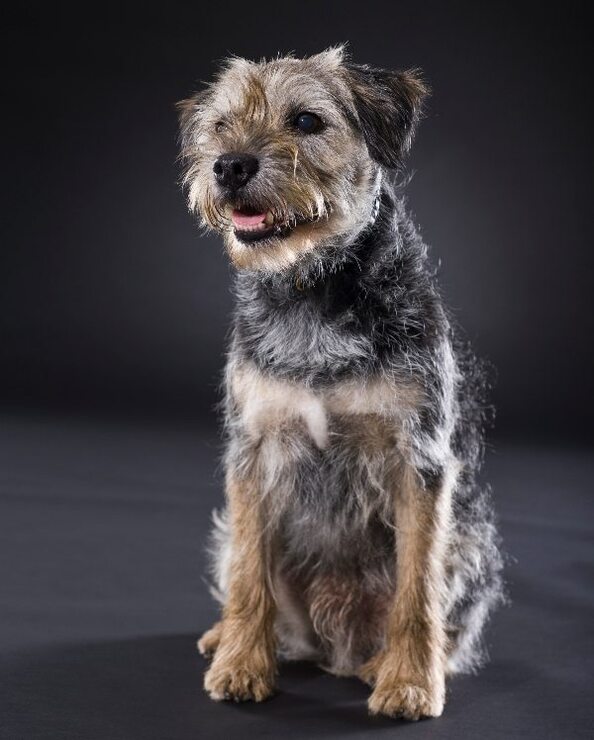 Cuidados, características, carácter, imágenes y toda la información sobre el border terrier
