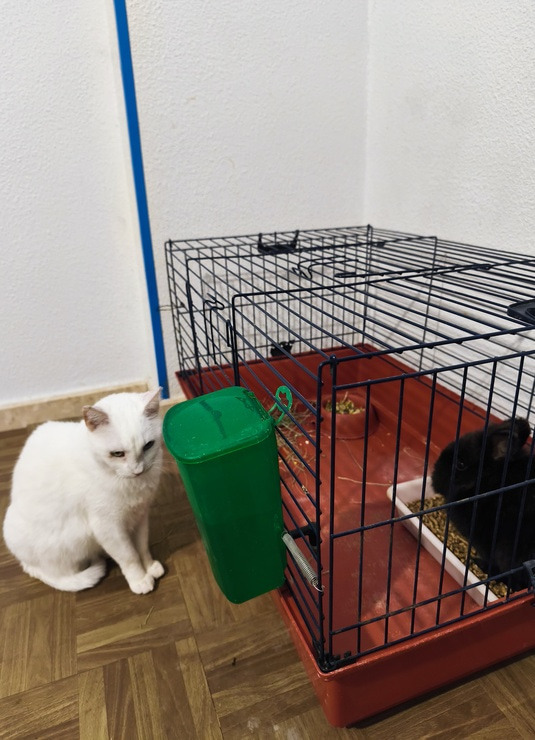 Historia de adopción de conejo Noche