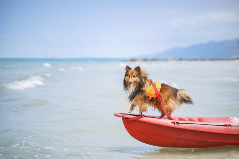 guía para ir en canoa con perro