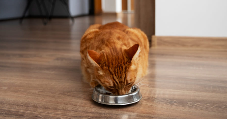Cómo combinar pienso y comida húmeda en la dieta de tu gato