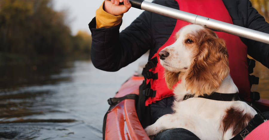 Cómo navegar en kayak con tu perro