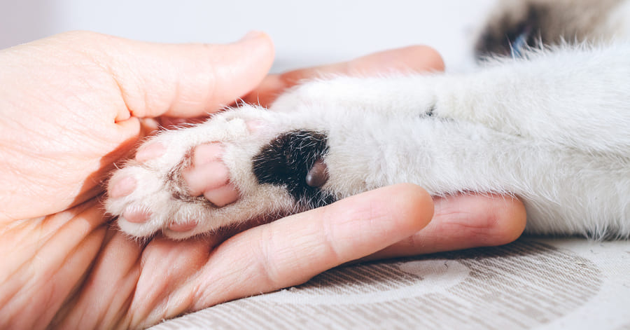¿Cómo se llaman los dedos de los gatos?