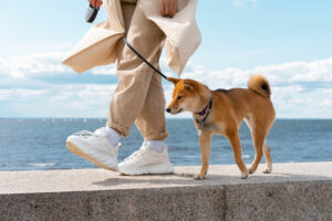 Cómo y cuándo sacar a pasear a un perro en verano