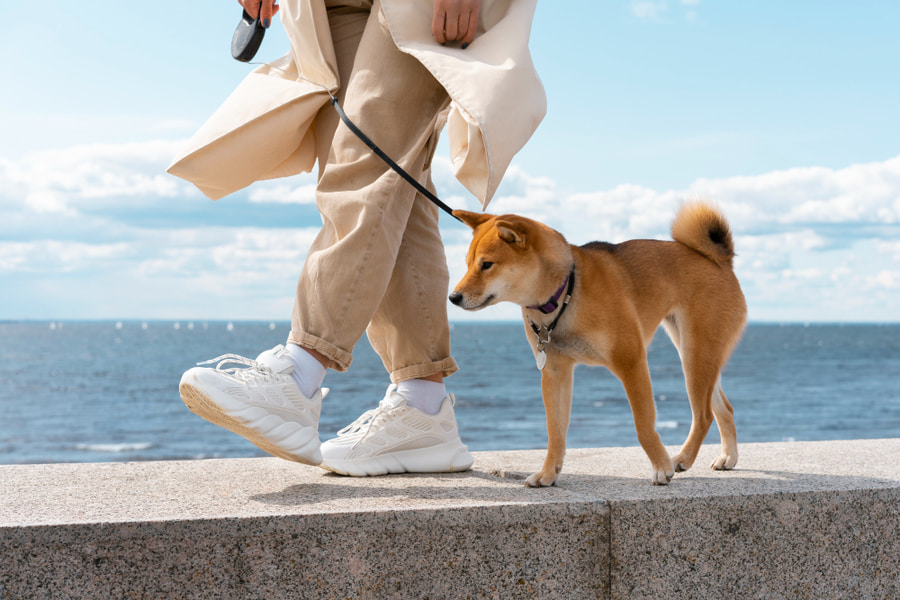 Cómo y cuándo sacar a pasear a un perro en verano