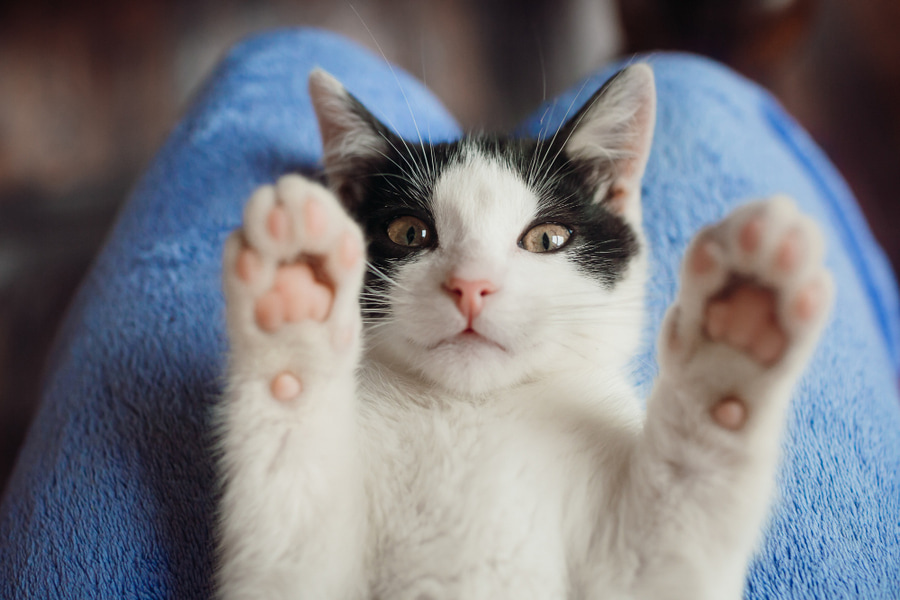 Cuántos dedos tienen los gatos