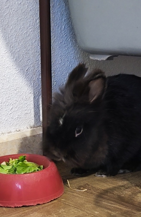 Adopción de conejo Noche