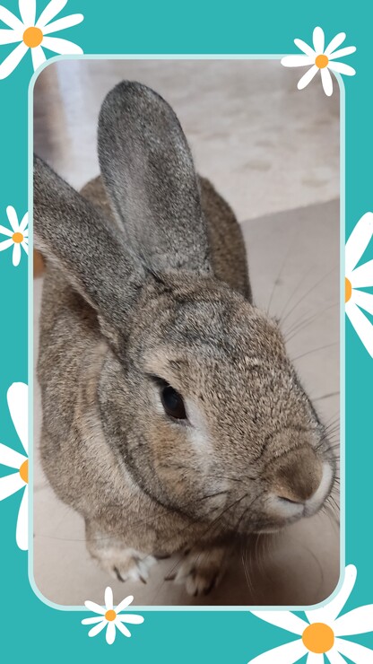 Adopción conejos Tiendanimal