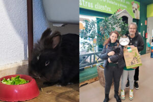 Historia de adopción del conejo Noche