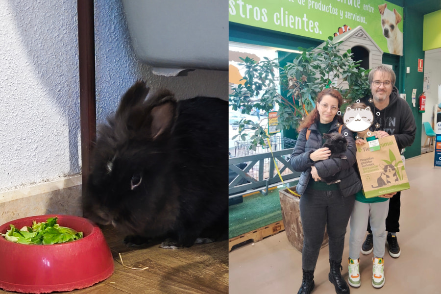 Historia de adopción del conejo Noche