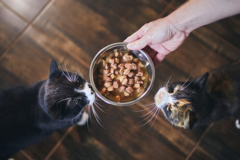 Las mejores comidas húmedas para gatos