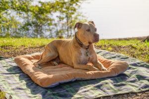 Mejores camas de verano para perros