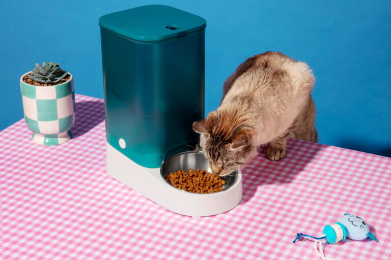 Mejores dispensadores de comida automáticos para gatos