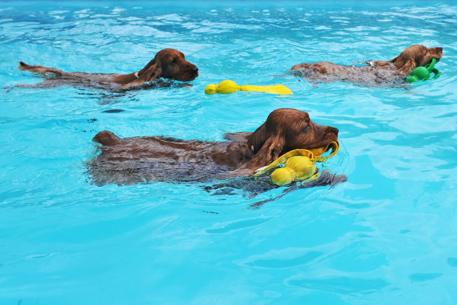 Los mejores parques acuáticos para perros de España