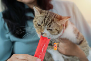 Descubre por qué tu gato come menos en verano