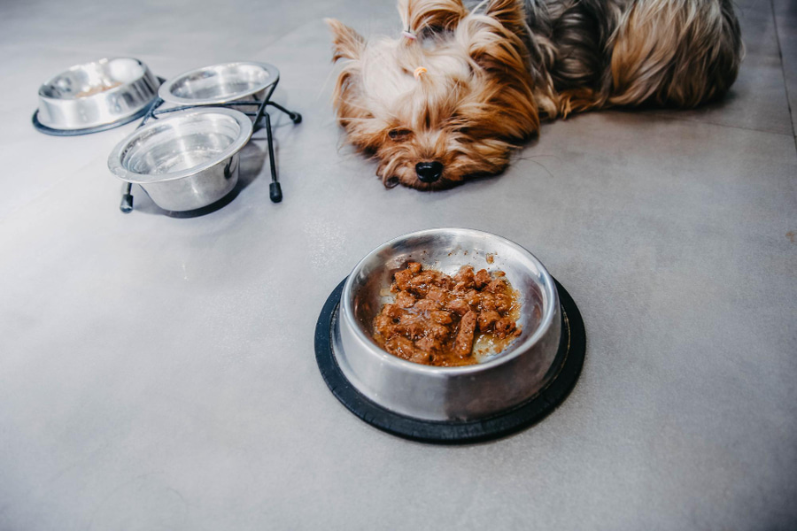 mi perro es mayor y no quiere comer: qué pasa y qué hacer