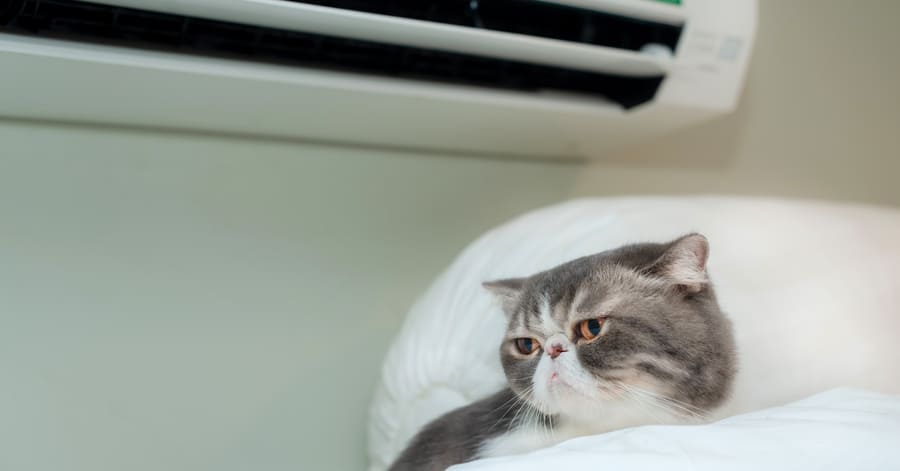 Cómo afecta el aire acondicionado a los gatos ¿es bueno o malo?