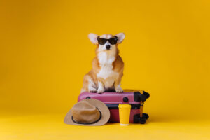 ¿Qué debe incluir un botiquín básico para viajar con perros?
