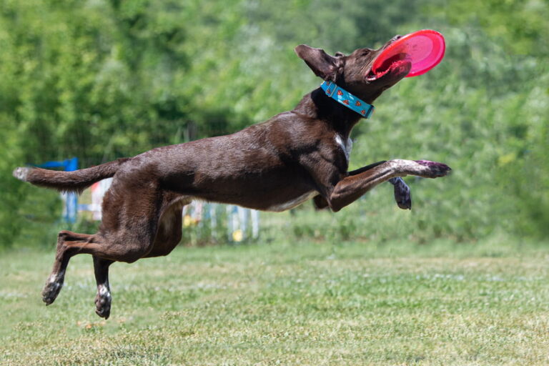 Cómo enseñar a tu perro a jugar con el frisbee
