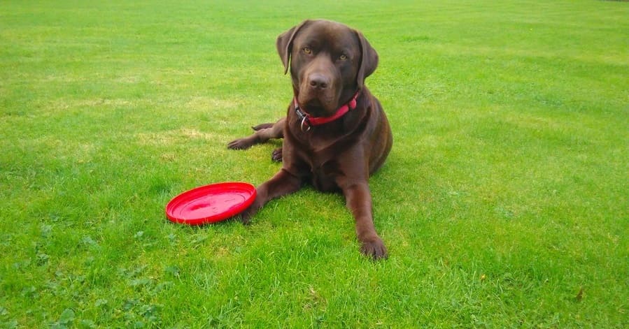 Tutorial paso a paso para enseñar a jugar al frisbee a tu perro