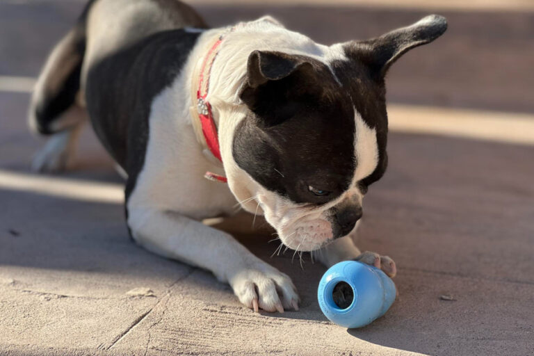 Cómo rellenar un juguete Kong: ideas y recetas