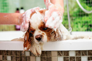 ¿Cuántas veces puedo bañar a mi perro en verano?