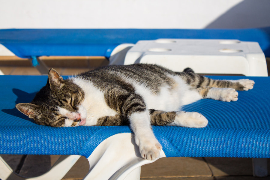 ¿Los gato sudan? descubre cómo regulan su temperatura
