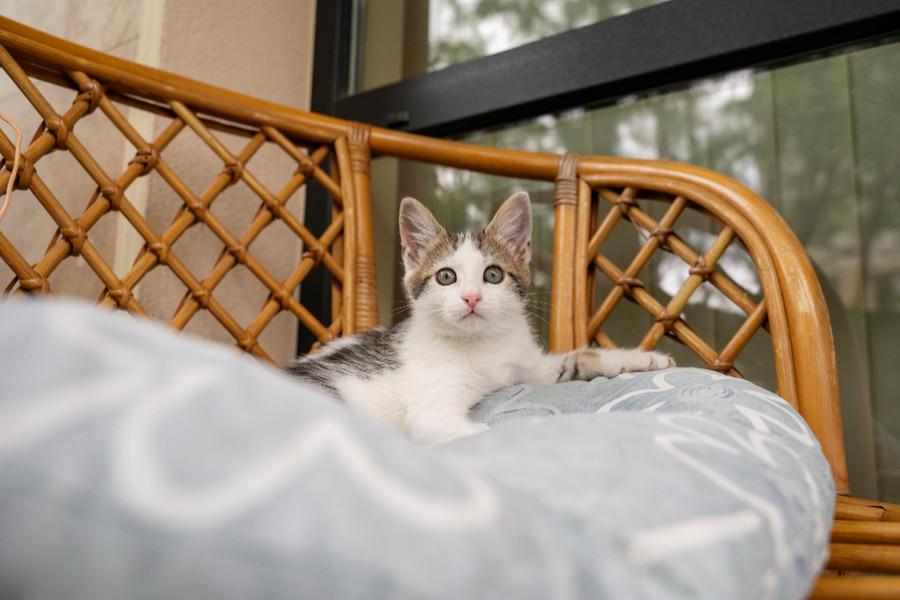 Mejores camas de verano para gatos