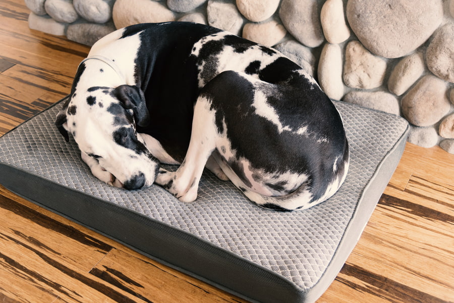 Mejores camas ortopédicas para perros, ideales para perros mayores o senior