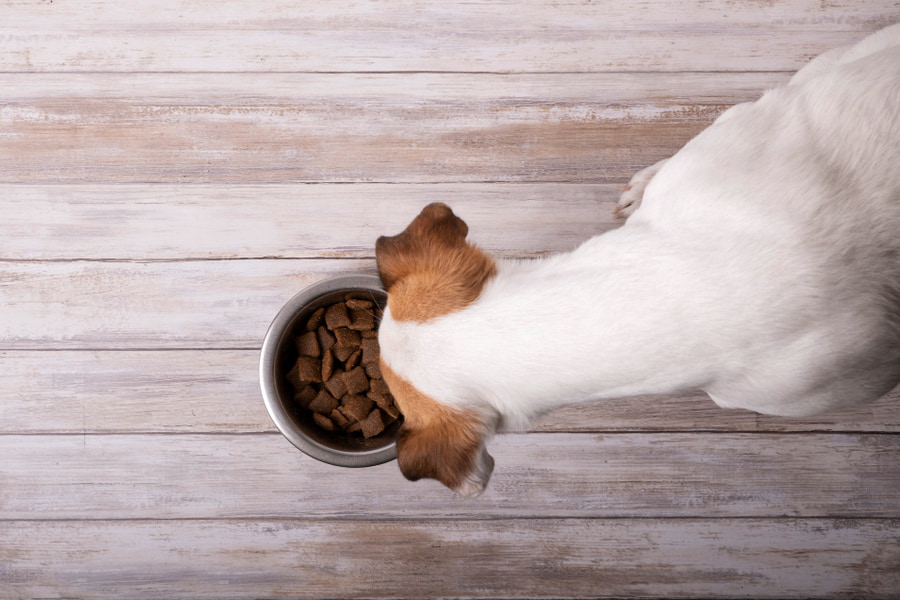 Cuáles son los mejores piensos hepáticos para perros