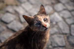 Signos de envejecimiento en gatos