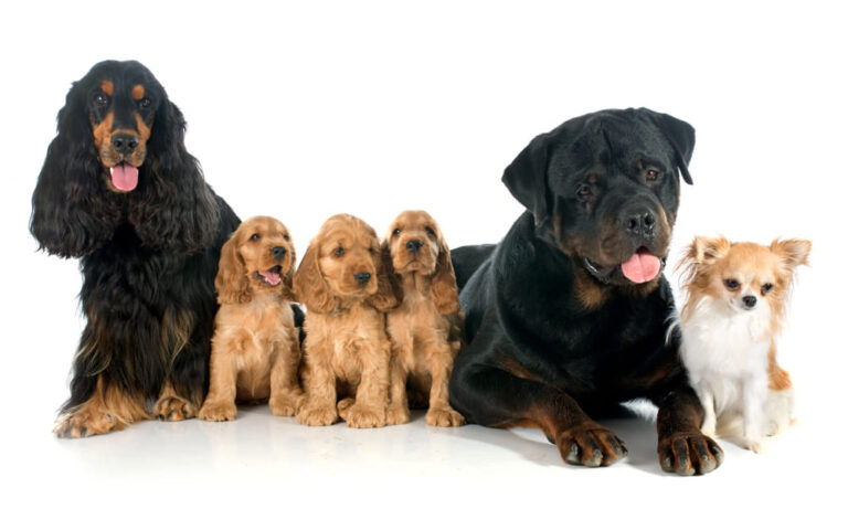 Calculadora de edad de perro a humano