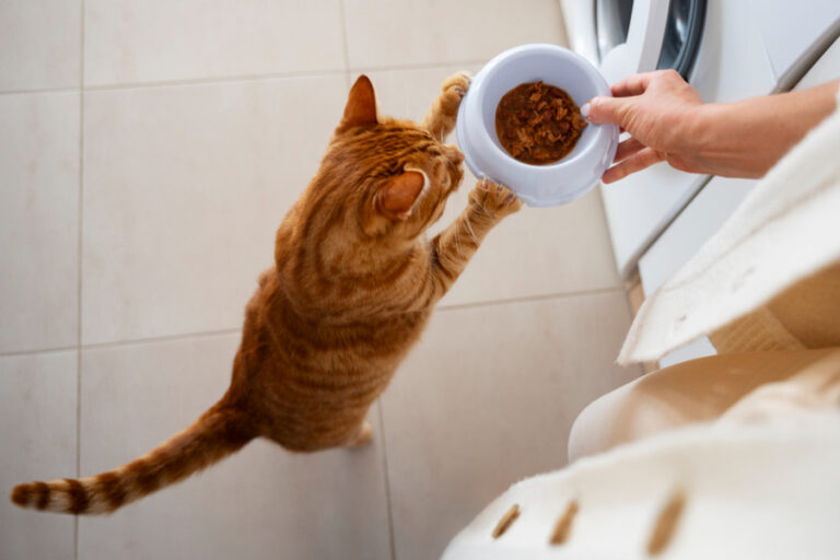 ¿Cómo elegir el mejor alimento para tu gato según su estilo de vida?