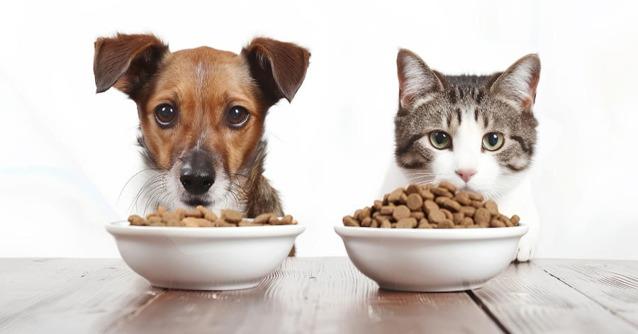 Cómo limpiar comedero y bebedero de tu perro o gato paso a paso