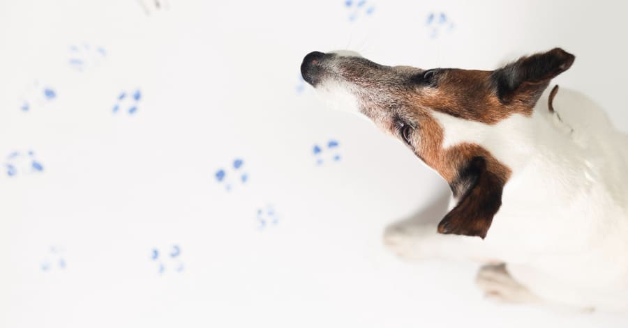 Curiosidades que no sabías de perros y gatos
