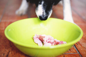 Guía completa sobre la alimentación con comida congelada en perros