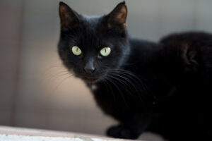 Lista de razas de gatos negros