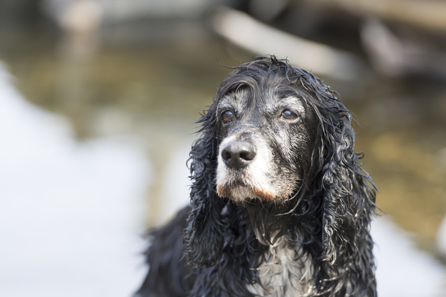 Mi perro tiene canas: causas, cuándo salen y en qué zonas