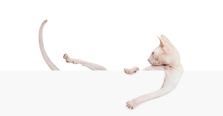 Curiosidades sobre los perros y gatos