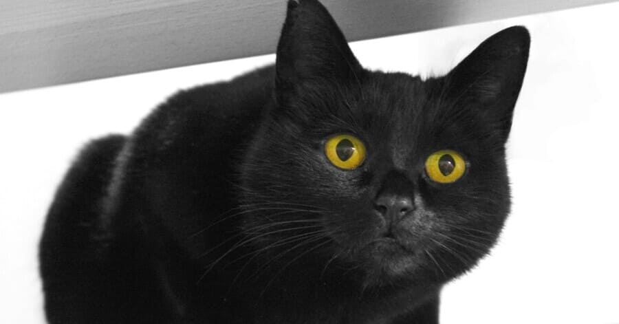 Lista de razas de gatos negros 7. American Shorthair negro