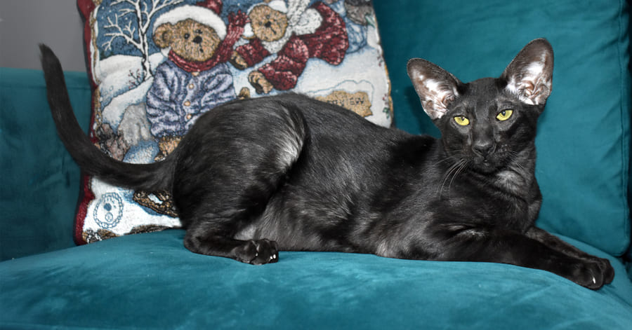 Razas de gatos negros: Oriental de pelo corto negro