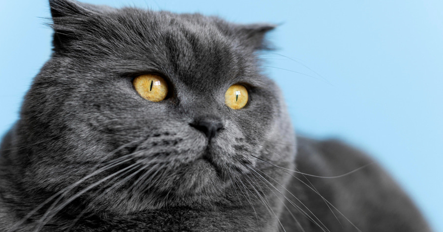 Razas de gatos negros: British Shorthair negro
