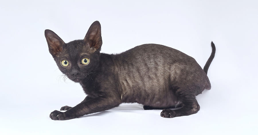 Los gatos negros más bonitos: Cornish Rex negro