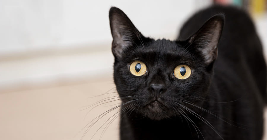 Lista de razas de gatos negros: bombay