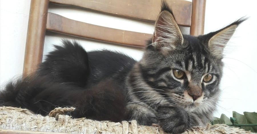 Lista de razas de gatos negros: main coon negro
